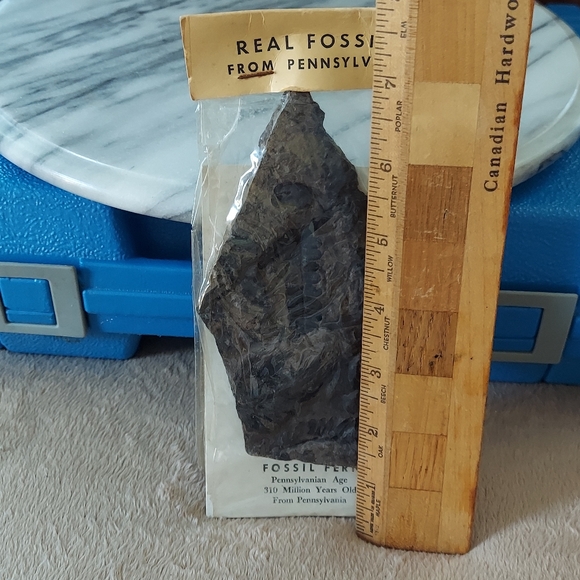 Fern Fossil 2 - Picture 9 of 9